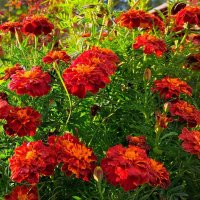 Цветы :: Владимир Зыбин Цветы :: Владимир Зыбин