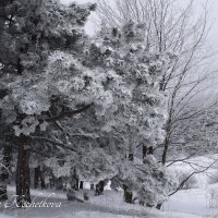 Природа Крыма :: Amazing Cosmea