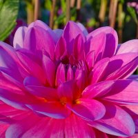 Георгин :: Татьяна Венцель