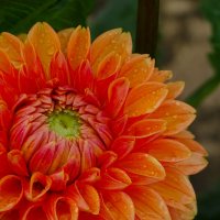 Георгин :: Татьяна Венцель Георгин :: Татьяна Венцель