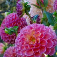 Георгин :: Татьяна Венцель Георгин :: Татьяна Венцель