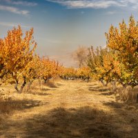 Осень в Армения :: Movses Shahinyan