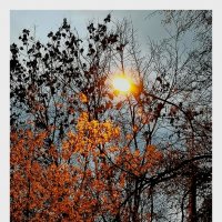 *** :: Любимова Ольга 