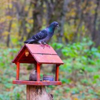 Главный по кормушке :: Evgeny Mameev