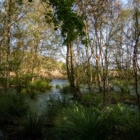 В заповедном месте... :: Николай Гирш В заповедном месте... :: Николай Гирш