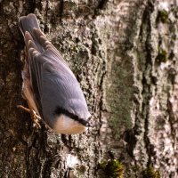 Поползень :: Андрей Андрианов