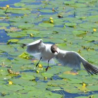 Чайка :: Николай Чайка :: Николай
