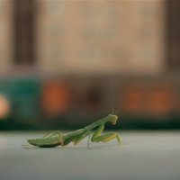 Богомол :: Елена Алексеева