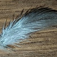 * :: Редкий Гость