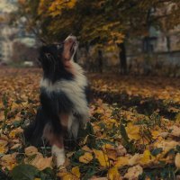 Кто там каркает..? :: Артём 