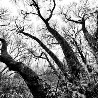 щупальца в небо :: Артём 