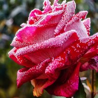 Роза на морозе :: Андрей Щетинин