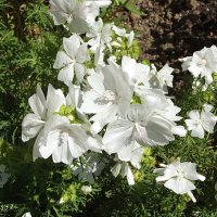 Мускусная мальва :: Freddy 97