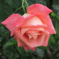 Розы... розы... :: viach 