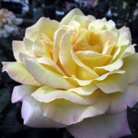 Розы... розы... :: viach 