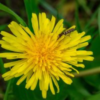 Про одуванчик... :: Николай Гирш