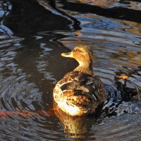 **** :: ИННА ПОРОХОВА