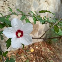 В Парке санатория "Утес". Крым. :: Галина В Парке санатория "Утес". Крым. :: Галина