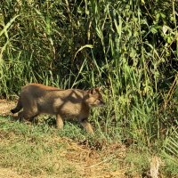 Камышовый кот. Заповедник Хула :: Александр Деревяшкин