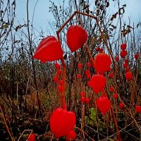 В стране Красного Физалиса :: Vladimir Semenchukov