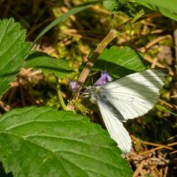 Про белянку... :: Николай Гирш
