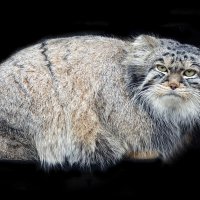 манул :: Михаил Бибичков