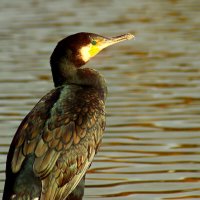 Мечтатель :: Юрий. Шмаков Мечтатель :: Юрий. Шмаков