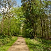 По дорожке... :: Николай Гирш