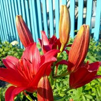 лилии :: Гульфина Булатова