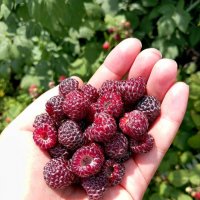 ежевика :: Гульфина Булатова