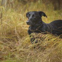 Охотник :: Максим Вышарь