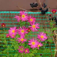 Красота у дома :: Светлана 