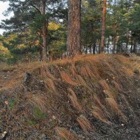 Не умыт и не причёсан сонный лес, вступивший в осень :: Дмитрий Костоусов