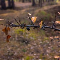 Остатки роскоши былой :: Дмитрий Костоусов