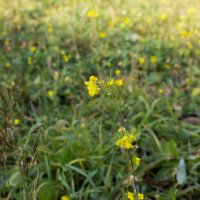 Ещё цветут последние цветы :: Дмитрий Костоусов