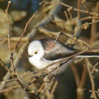 ополовник :: gawrilа - dan