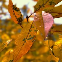 ***краски осени*** :: Olga Oskolkova