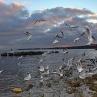 Чайки :: Оксана Новик 