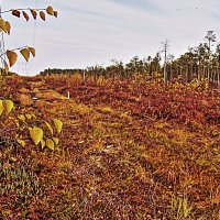 Осень,...Верховое болото вблизи протоки Девкина. :: Владимир 