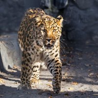 Леопард :: SanSan 