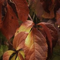 краски  осени :: Игорь Сикорский