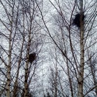 Улетели птицы :: Георгиевич 