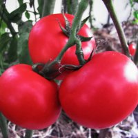 Ещё радуют помидоры :: Людмила Смородинская