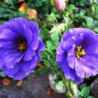 Эустома цветёт :: Людмила Смородинская