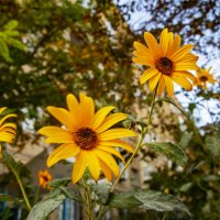 Цветы :: Анатолий Чикчирный