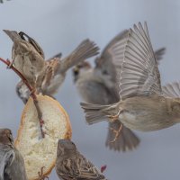 из жизни воробьев . :: юрий макаров