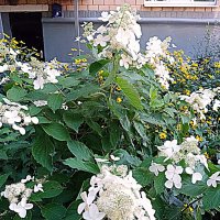 Цветы :: Владимир Драгунский