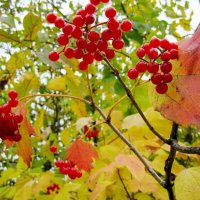 последние ягодки... :: Галина Флора