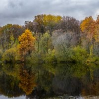 Осенний лес :: Серый 