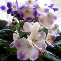 Фиалка :: Елена Семигина Фиалка :: Елена Семигина